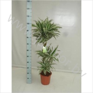 Драцена Dracaena White Jewel 60-30-15