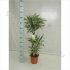 Драцена Dracaena White Jewel 60-30-15 Драцена Dracaena White Jewel 60-30-15