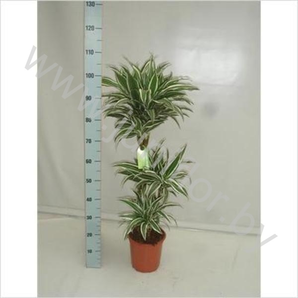 Драцена Dracaena White Jewel 60-30-15