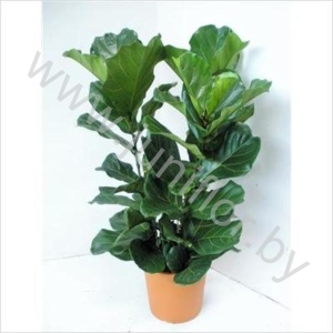Фикус Ficus Lyrata 3pp