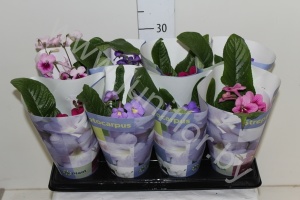 Стрептокарпус Streptocarpus Gemengd