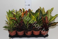 Кодиеум Codiaeum Mix