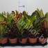 Кодиеум Codiaeum Mix Кодиеум Codiaeum Mix