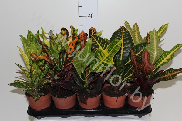 Кодиеум Codiaeum Mix