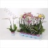 Фаленопсис Phal Multiflora Mix 2 tak