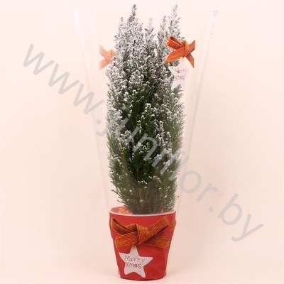 Кипарис Cham.Sn.Kersthoes SNOW