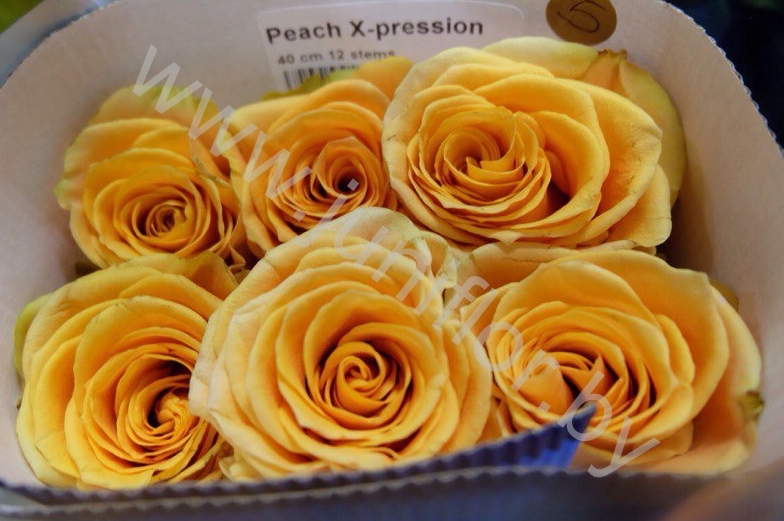 Пионовидная роза Peach X-Pression Пионовидная роза Peach X-Pression