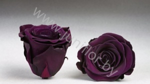 Стабилизированная роза Rose pr PUR01