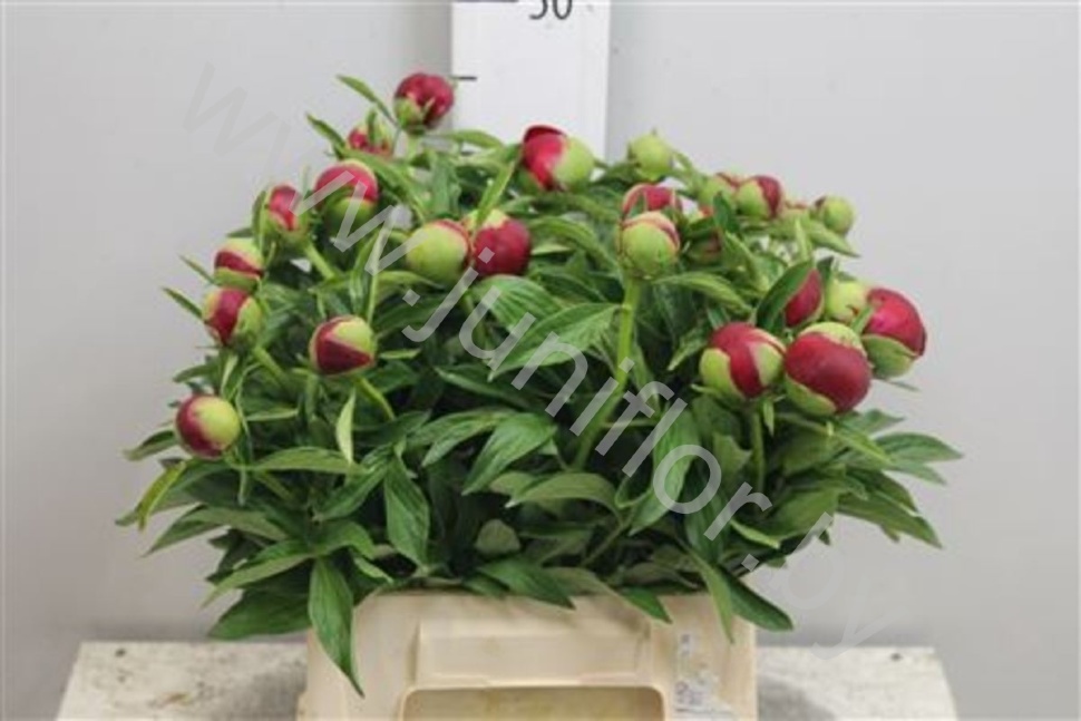 Пион Paeonia Red Charm Пион Paeonia Red Charm