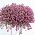 Лобулария Lobularia Hybrida Raspberry Stream