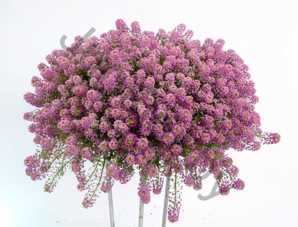 Лобулария Lobularia Hybrida Raspberry Stream