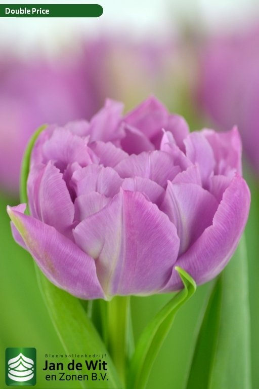 Double Price Double Price