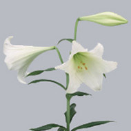 Лилия Az White Heaven
