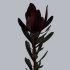 Leucadendron_Saf_Sunset.jpg Leucadendron Saf Sunset