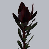 Leucadendron Saf Sunset