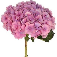 Hydrangea Pink