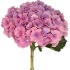 Hot_Pink_Hydrangea_Maroon_500.jpg Hydrangea Pink