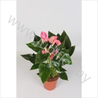 Антуриум Pink Fever