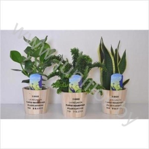 Микс Easy Care Mix In Nairobi Houten Pot