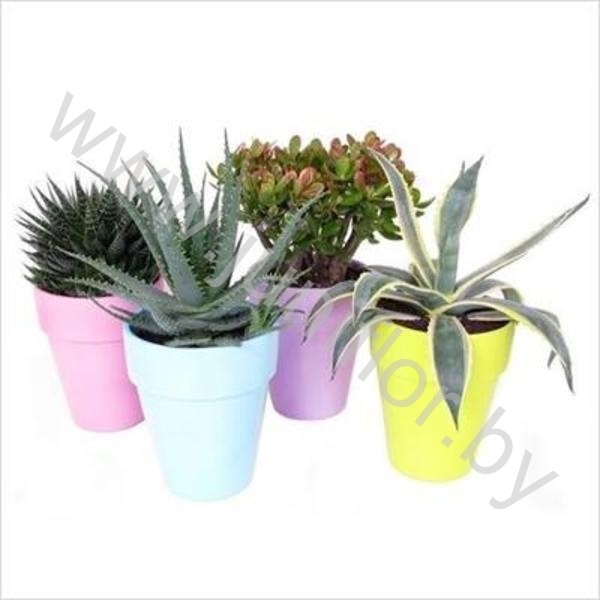Микс Patiopot Mixed 4Colore