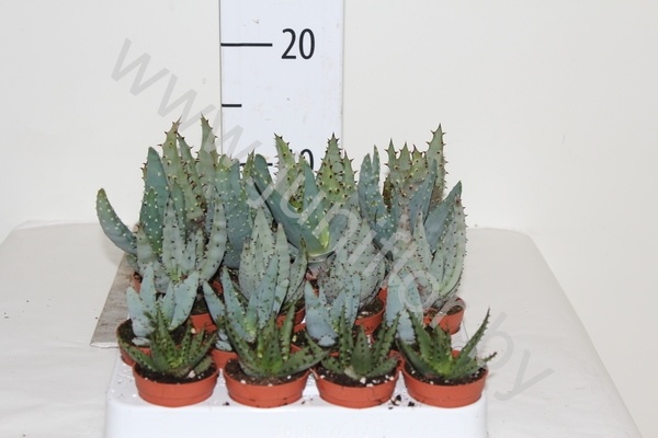 Алоэ CITES Mixed Cites