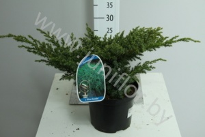 Можжевельник Juniperus Blue Swede