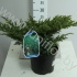 Можжевельник Juniperus Blue Swede Можжевельник Juniperus Blue Swede
