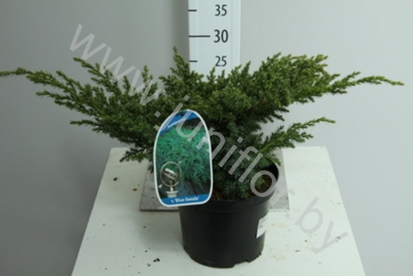 Можжевельник Juniperus Blue Swede