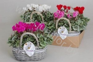 Цикламен Cyclamen SS Picasso Mix Fieldbasket