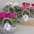 Цикламен Cyclamen SS Picasso Mix Fieldbasket Цикламен Cyclamen SS Picasso Mix Fieldbasket