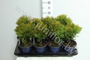 Туя Thuja Danica