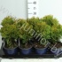 Туя Thuja Danica