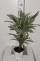 Драцена Dracaena White Stripe 30-10