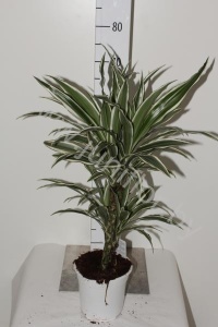 Драцена Dracaena White Stripe 30-10