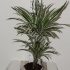 Драцена Dracaena White Stripe 30-10 Драцена Dracaena White Stripe 30-10