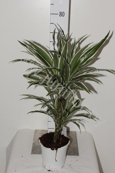 Драцена Dracaena White Stripe 30-10