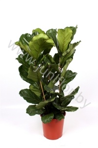 Фикус Ficus Lyrata 3pp