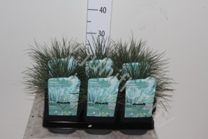 Овсяница Festuca Glauca Elijah Blue