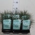 Овсяница Festuca Glauca Elijah Blue Овсяница Festuca Glauca Elijah Blue