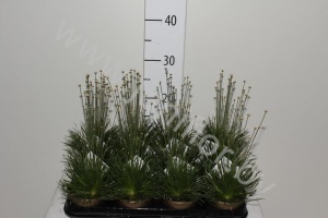 Сингонантус Syngonanthus Mikado