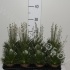 Сингонантус Syngonanthus Mikado Сингонантус Syngonanthus Mikado