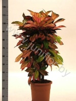 Кодиеум Codiaeum Mrs Iceton