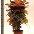 Кодиеум Codiaeum Mrs Iceton Кодиеум Codiaeum Mrs Iceton