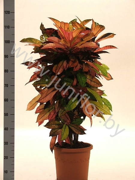Кодиеум Codiaeum Mrs Iceton