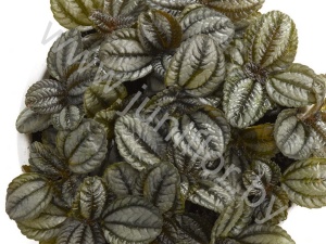 Пилея Pilea Norfolk