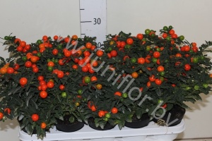 Соланум  Solanum Megaball (bes)