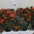 Соланум Solanum Megaball (bes) Соланум Solanum Megaball (bes)