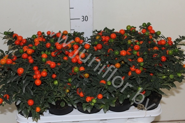Соланум  Solanum Megaball (bes)