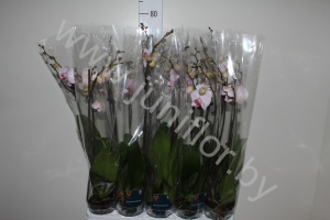 Фаленопсис Phalaenopsis Nashville 2-Tak cites