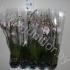 Фаленопсис Phalaenopsis Nashville 2-Tak cites Фаленопсис Phalaenopsis Nashville 2-Tak cites